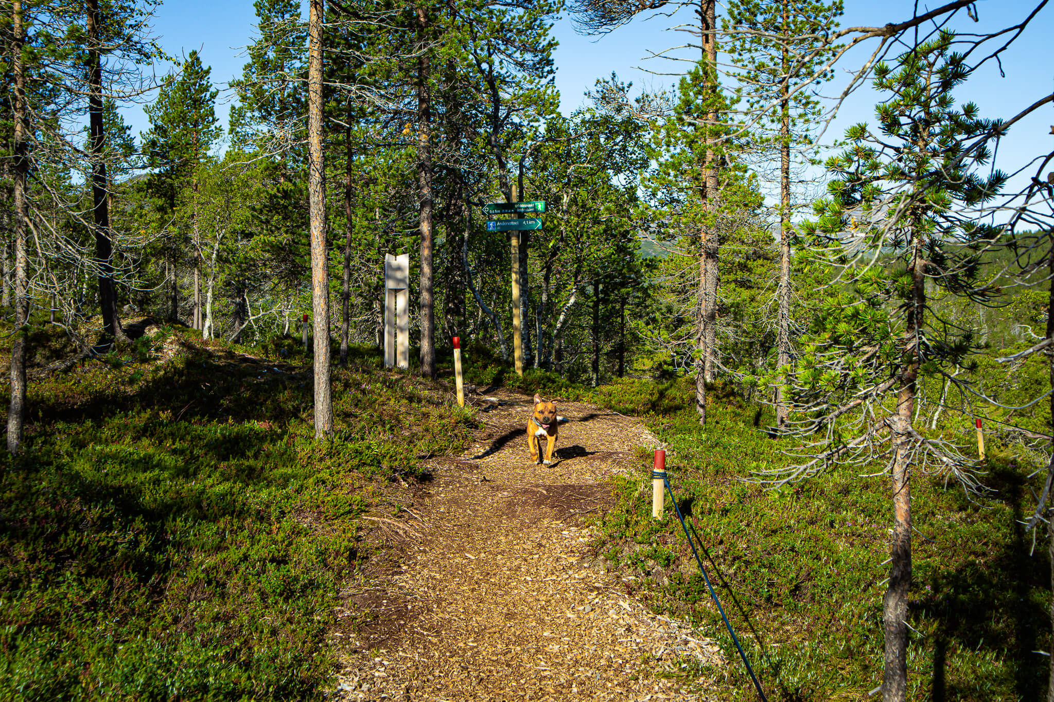 Národní park Ånderdalen - Senja, Troms og Finnmark