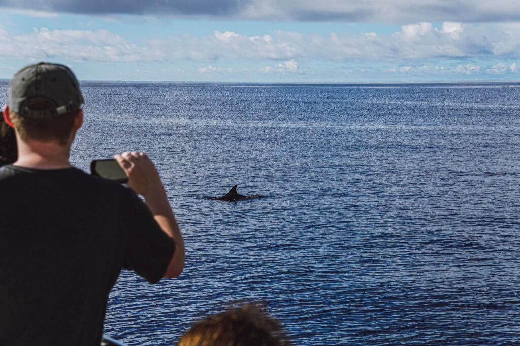 Výlet lodí za delfíny na Madeiře? Tourist trap, která stojí za to