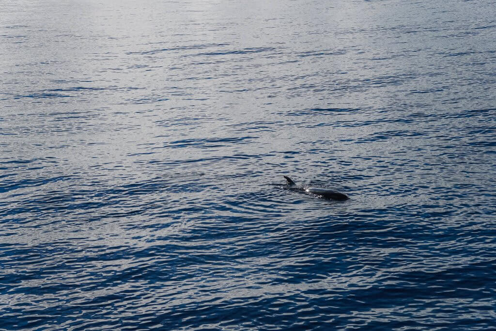 Výlet lodí za delfíny na Madeiře? Tourist trap, která stojí za to